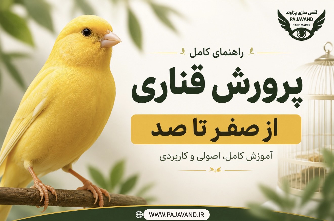 پرورش قناری از صفر؛ آیا پرورش قناری به‌صرفه است و برای شروع پرورش قناری  چه چیزهایی لازم داریم؟