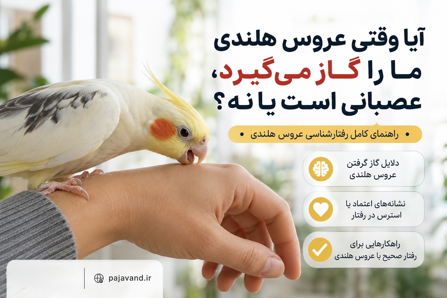 وقتی عروس هلندی شما گاز می‌گیرد؛ آیا واقعاً عصبانی است؟