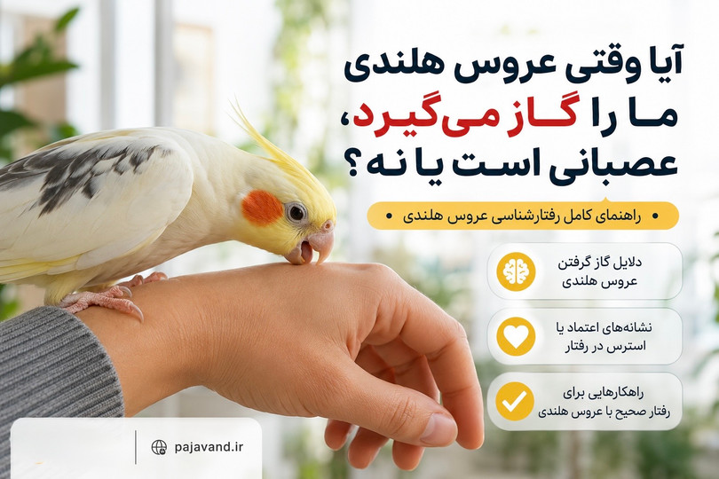 وقتی عروس هلندی شما گاز میگیرد؛ آیا واقعاً عصبانی است؟