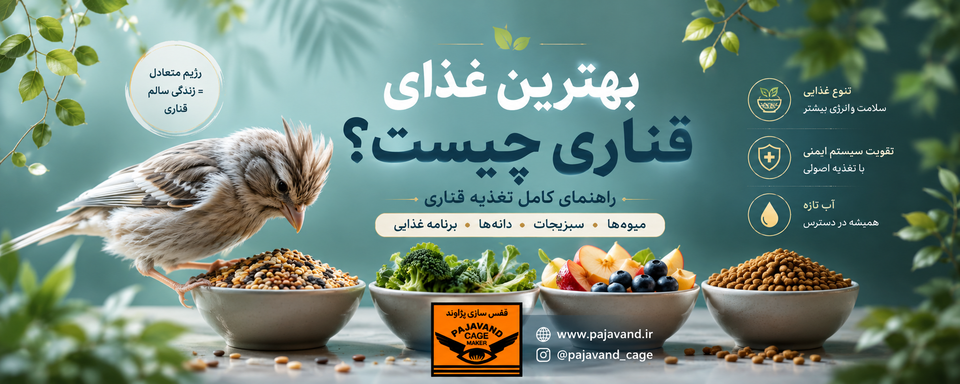 بهترین غذای قناری چیست؟ اصول علمی تغذیه قناری و ساخت یک رژیم غذایی متعادل قناری