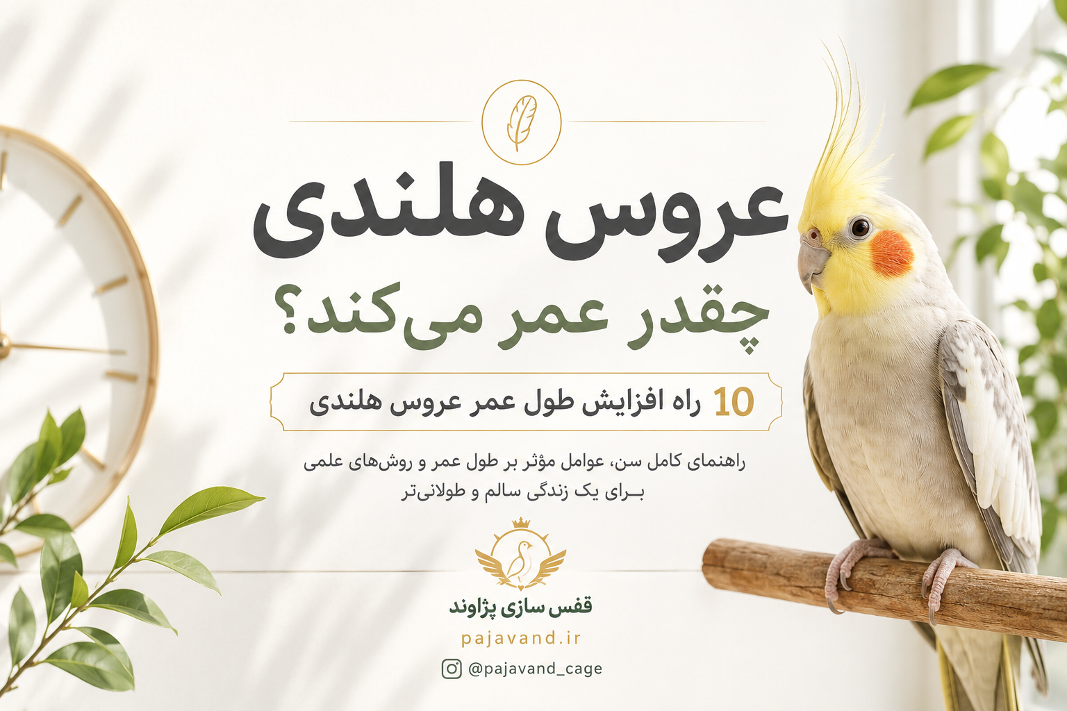 عروس هلندی چند سال عمر می‌کند؟ نشانه‌های پیری عروس هلندی + ۱۰ راه افزایش طول عمر عروس هلندی