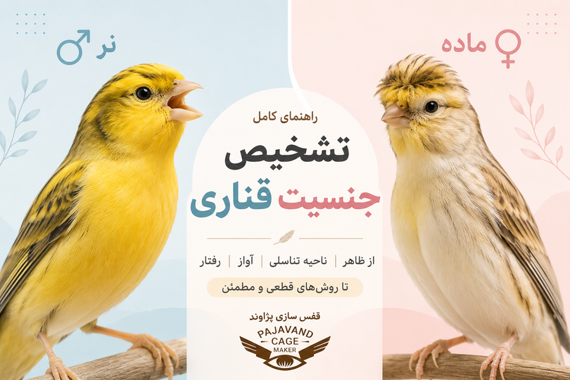 تعیین جنسیت قناری؛ راهنمای کامل تشخیص قناری نر و ماده