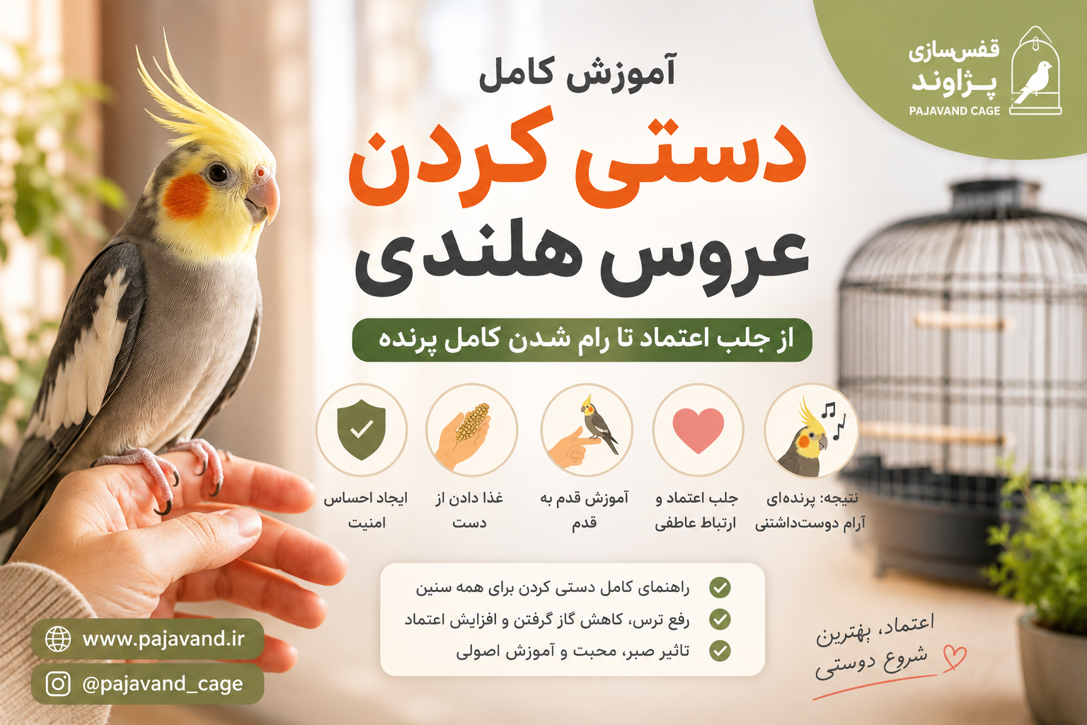 آموزش دستی کردن عروس هلندی؛ از جلب اعتماد تا رام شدن کامل پرنده