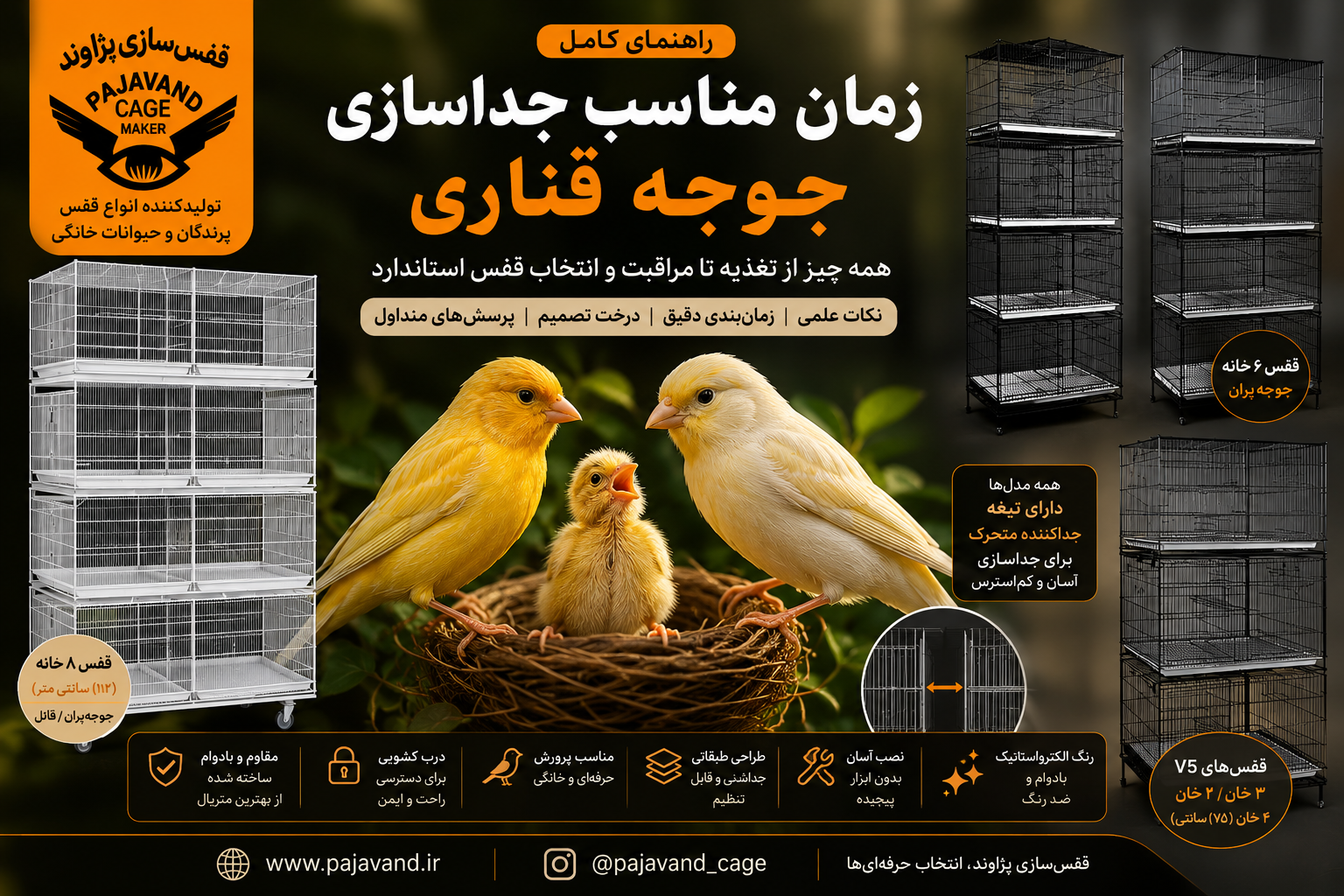 جوجه قناری را چه زمانی از والدین جدا کنیم؟ راهنمای علمی، تخصصی و کامل بهترین زمان جداسازی جوجه قناری