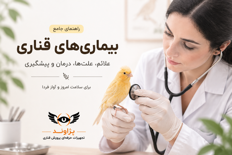 علائم بیماری در قناری؛ از کجا بفهمیم قناری مریض شده است؟بیماری های قناری و راه درمان قناری