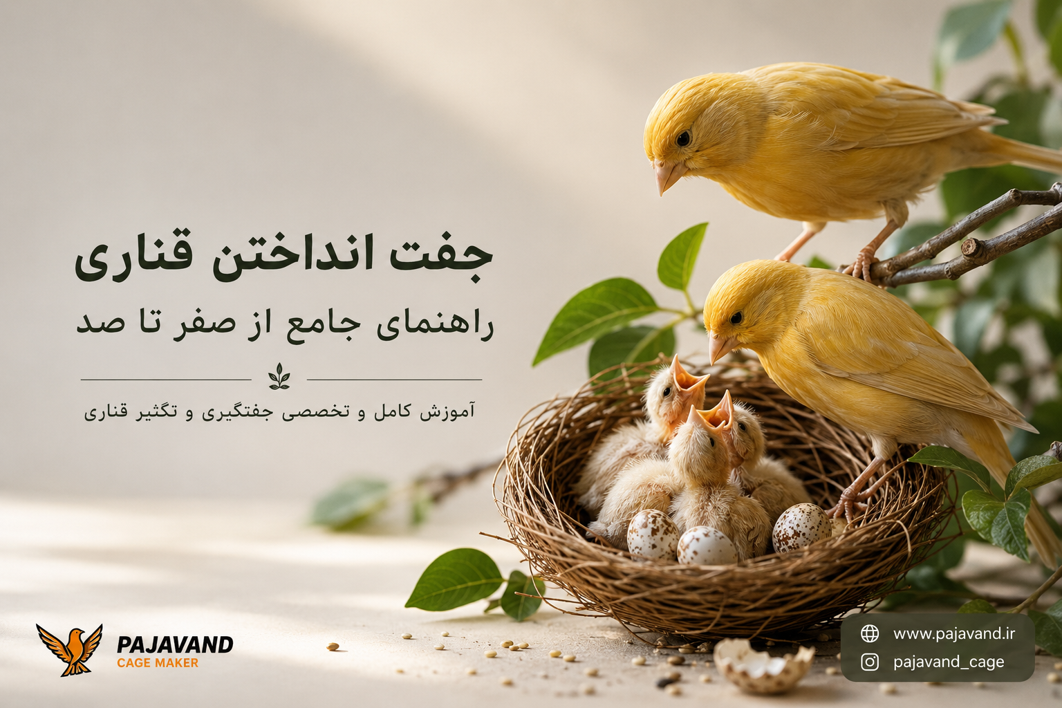جفت انداختن قناری؛ راهنمای کامل از انتخاب جفت قناری تا جوجه‌دار شدن قناری