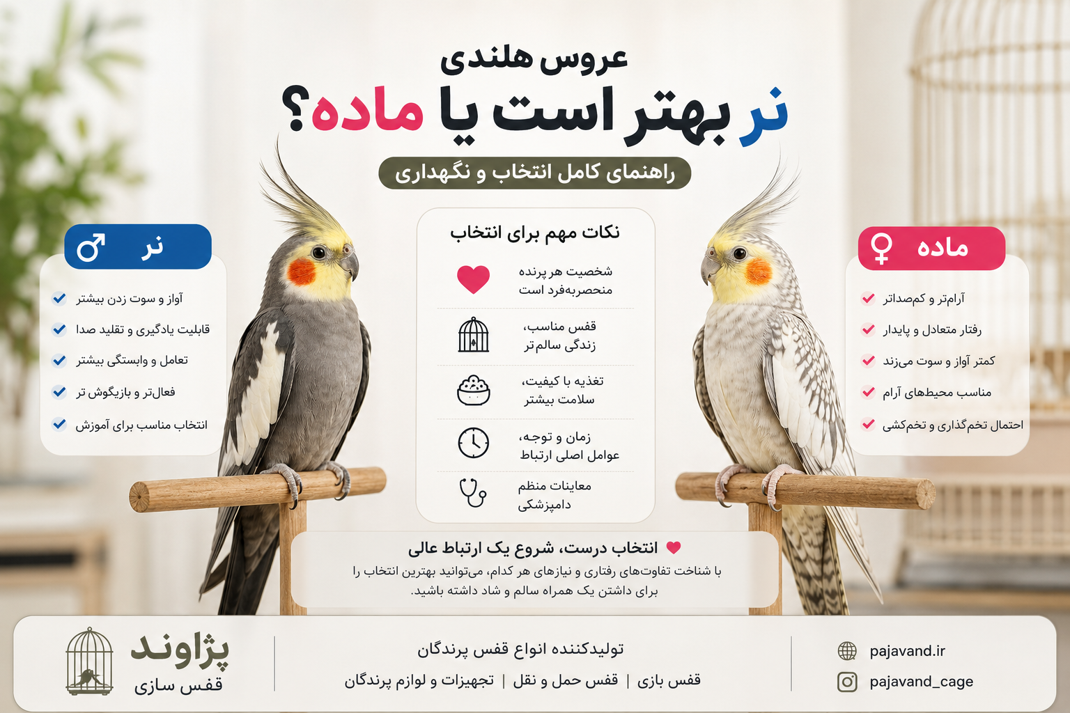 عروس هلندی نر بهتر است یا ماده؟ راهنمای کامل انتخاب بهترین عروس هلندی برای نگهداری در خانه