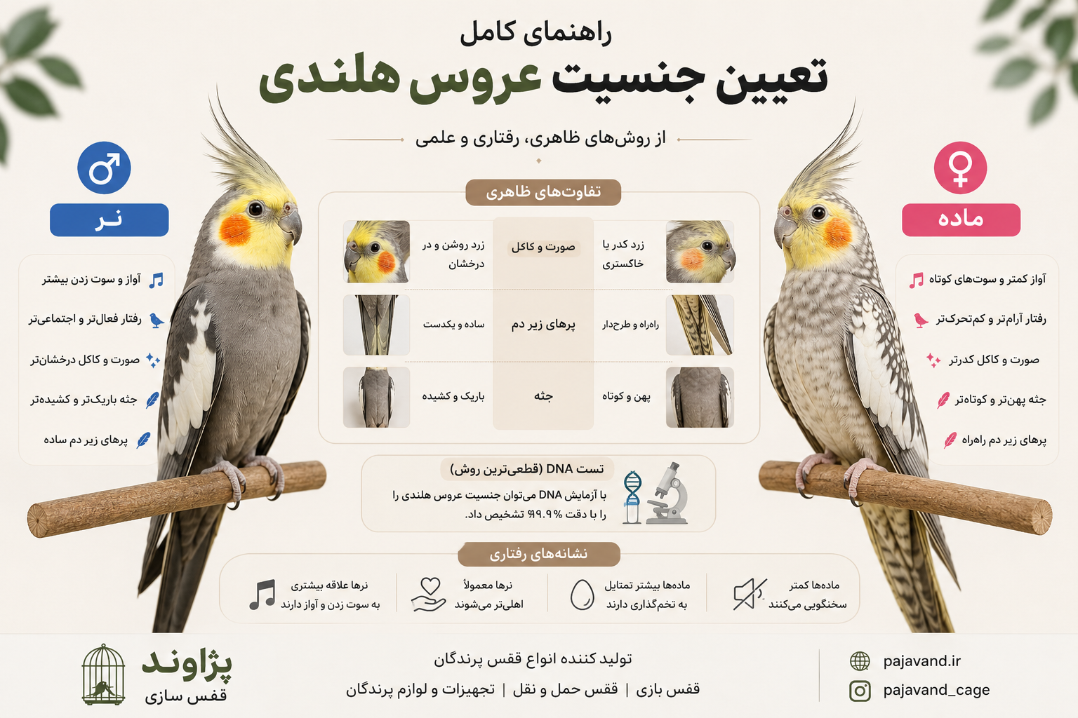 تعیین جنسیت عروس هلندی؛ کامل‌ترین راهنمای تشخیص نر و ماده از روی ظاهر، رفتار و DNA  ا