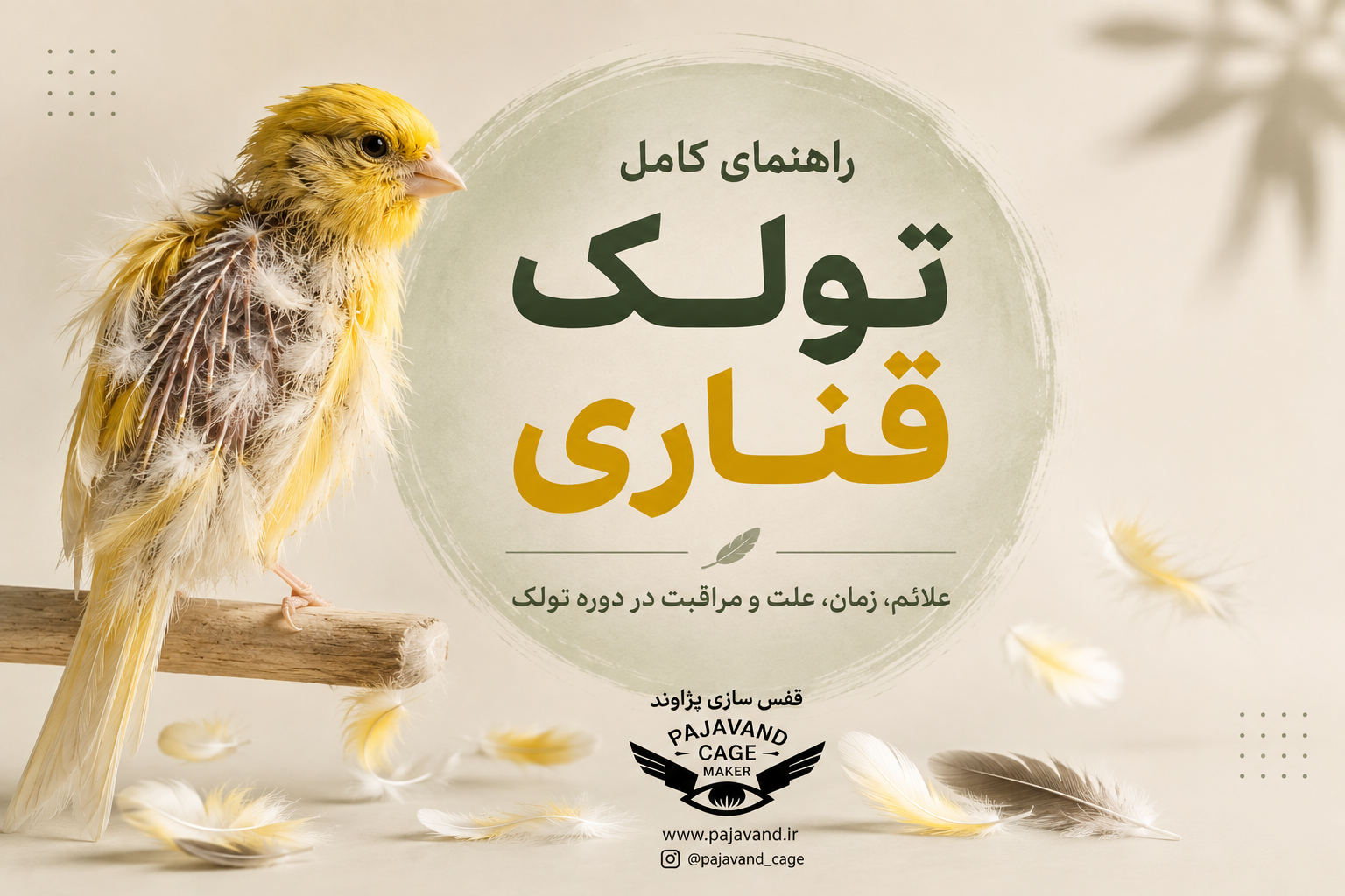 تولک قناری از صفر تا صد؛ علائم، زمان، علت و مراقبت از قناری در دوره تولک