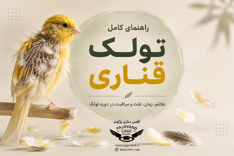 تولک قناری از صفر تا صد؛ علائم، زمان، علت و مراقبت از قناری در دوره تولک